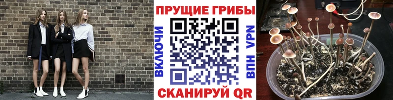 закладки  Покровск  Галлюциногенные грибы прущие грибы 